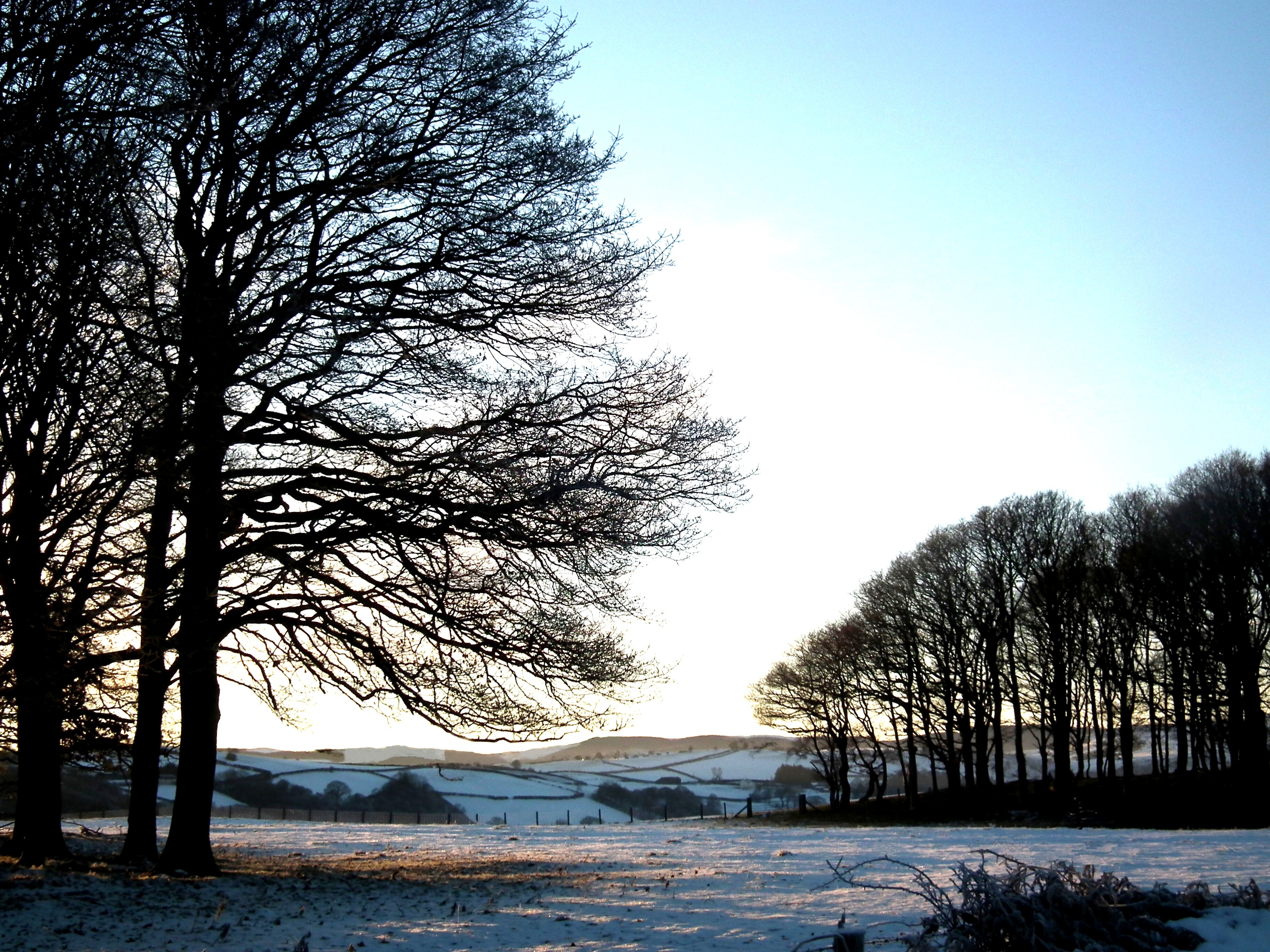 CRIBNAU WOOD IN WINTER Bill Bagley Photography